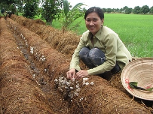 Hợp tác hóa việc phát triển trồng nấm